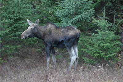 adirondack image moose